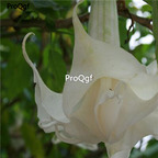 19usd ngryise 3000pcs Datura-Stramonium Jimsonweed seed