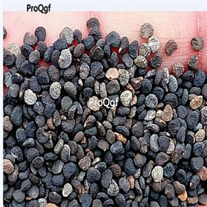 19usd ngryise 3000pcs Datura-Stramonium Jimsonweed seed