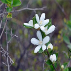 19usd ngryise 3000pcs Deutzia Grandiflora  seed