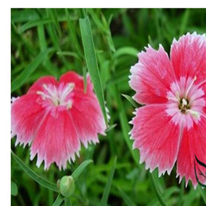 19usd ngryise 8000pcs pink Dianthus Plumarius  seed