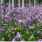 19usd Prodgf 30000Pcs A Set Orychophragmus Violaceus Violet seed