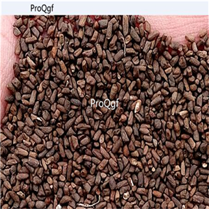 19usd Prodgf 30000Pcs A Set Orychophragmus Violaceus Violet seed