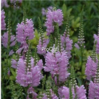 19usd Prodgf 8000Pcs A Set Physostegia Virginiana False Dragonhead  zhenzhumei seed