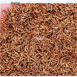 19usd Prodgf 8000Pcs A Set Physostegia Virginiana False Dragonhead  zhenzhumei seed