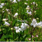 19usd Prodgf 8000Pcs A Set Penstemon Campanulatus Beardtongues seed