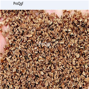 19usd Prodgf 8000Pcs A Set Penstemon Campanulatus Beardtongues seed