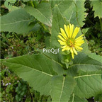 19usd Prodgf 5000Pcs A Set Silphium Perfoliatum Cup seed