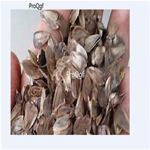 19usd Prodgf 5000Pcs A Set Silphium Perfoliatum Cup seed
