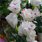 19usd Prodgf 8000Pcs A Set Texas Bluebells Eustoma Grandiflorum seed