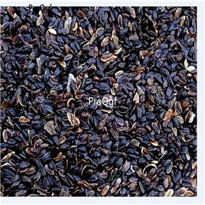 19usd Prodgf 8000Pcs A Set Texas Bluebells Eustoma Grandiflorum seed