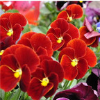 19usd ngryise 9000pcs Viola Tricolor Johnny Jump Up Heart's  seed