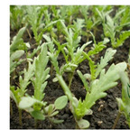 19usd ngryise 30000pcs Chrysanthemum Coronarium Glebionis Coronaria seed
