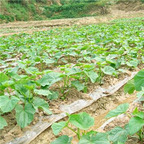 19usd ngryise 3000pcs Cucumber Cucumis Sativus seed
