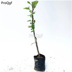29usd Prodgf 2Pcs A Set Ziziphus jujuba red jujube plant