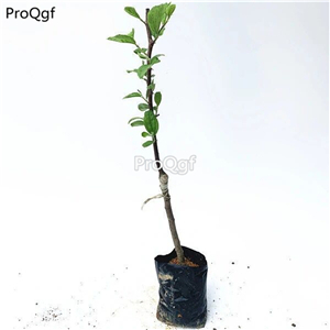 29usd  Prodgf 2Pcs A Set green jujube plant