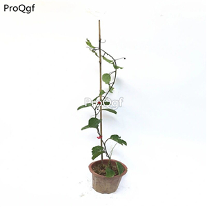 29usd Prodgf 2Pcs A Set Passiflora edulia passion fruit plant