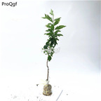 29usd Prodgf 2Pcs A Set Prunus salicina plant