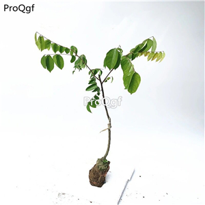 29usd Prodgf 2Pcs A Set Averrhoa carambola plant
