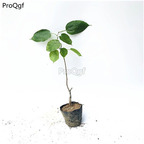29usd Prodgf 2Pcs A Set Morus alba mulberry plant