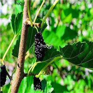 29usd Prodgf 2Pcs A Set Morus alba mulberry plant
