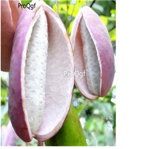 29usd Prodgf 10Pcs A Set Holboellia latifolia seed