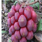 29usd Prodgf 10Pcs A Set Kadsura coccinea seed
