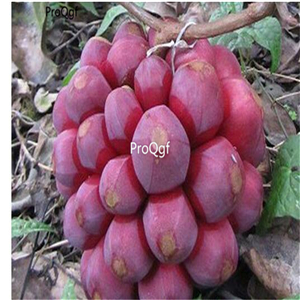 29usd Prodgf 10Pcs A Set Kadsura coccinea seed
