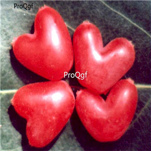 29usd Prodgf 5Pcs A Set Lonicera fragrantissima  seed