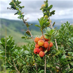 19usd Prodgf 500Pcs A Set yunnan wild yangmei seed