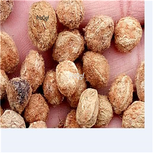 19usd Prodgf 500Pcs A Set yunnan wild yangmei seed