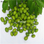 19usd Ngryise 30Pcs A Set Canarium album olive seed