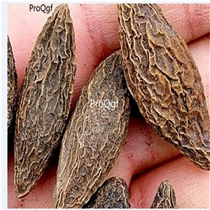 19usd Ngryise 30Pcs A Set Canarium album olive seed