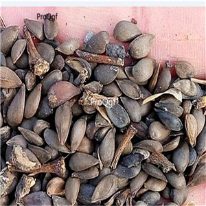 19usd Ngryise 2000Pcs A Set ice sweet apple fruit seed