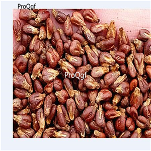 19usd Ngryise 2000Pcs A Set jewelry finger shape grape seed