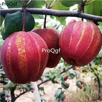 19usd  2000Pcs A Set rainbow red rare pear fruit seed