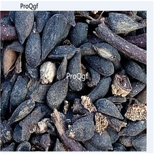 19usd  2000Pcs A Set rainbow red rare pear fruit seed