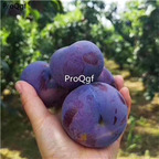 19usd Ngryise 30Pcs A Set hot weather fruit black plum seed