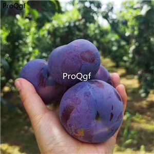 19usd Ngryise 30Pcs A Set hot weather fruit black plum seed