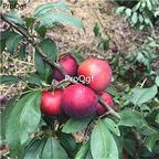 19usd Ngryise 30Pcs A Set hot weather apple shape plum seed