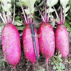 19usd Ngryise 3000Pcs A Set fruit purple Raphanus sativus seed