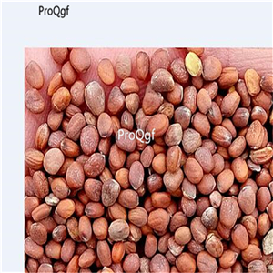 19usd Ngryise 3000Pcs A Set fruit purple Raphanus sativus seed