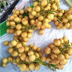 19usd Ngryise 50Pcs A Set Baccaurea ramiflora seed
