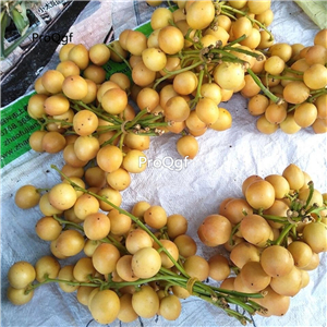 19usd Ngryise 50Pcs A Set Baccaurea ramiflora seed