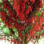 19usd Ngryise 50Pcs A Set yunnan wild sanyaguo seed