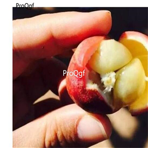 19usd Ngryise 50Pcs A Set yunnan wild sanyaguo seed