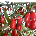 19usd Ngryise 20Pcs A Set Elatagnus conteta  seed