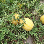 19usd Ngryise 500Pcs A Set gold watermelon seed