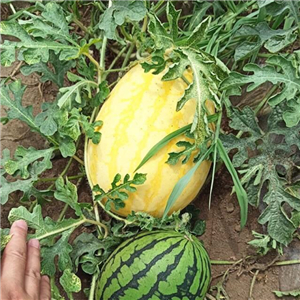 19usd Ngryise 500Pcs A Set gold watermelon seed