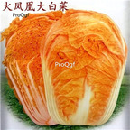 19usd Ngryise 500Pcs A Set flame orange cabbage seed