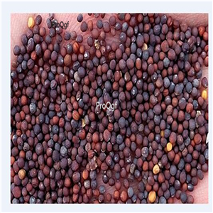19usd Ngryise 500Pcs A Set flame orange cabbage seed